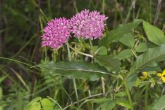 Purple Milkweed, Asclepias purpurascens