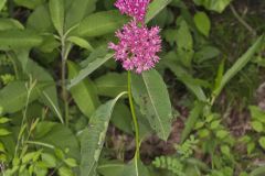 Purple Milkweed, Asclepias purpurascens