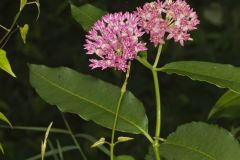 Purple Milkweed, Asclepias purpurascens