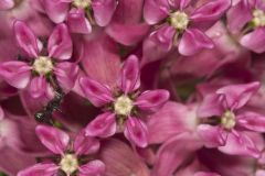 Purple Milkweed, Asclepias purpurascens