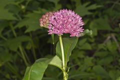 Purple Milkweed, Asclepias purpurascens