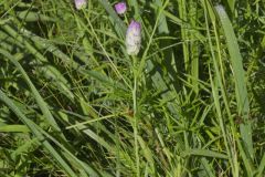 Purple Milkwort, Polygala sanguinea