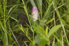 Purple Milkwort, Polygala sanguinea