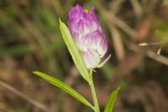 Purple Milkwort, Polygala sanguinea