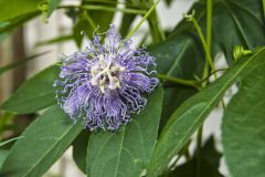 Purple Passionflower, Passiflora incarnata