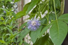 Purple Passionflower, Passiflora incarnata