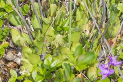 Purple Pitcher Plant, Sarracenia purpurea