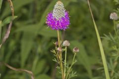 Purple Prairie Clover, Dalea purpurea