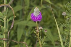 Purple Prairie Clover, Dalea purpurea