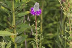 Purple Prairie Clover, Dalea purpurea