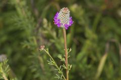 Purple Prairie Clover, Dalea purpurea