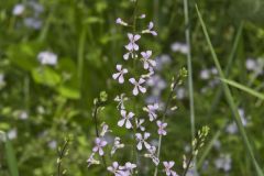 Purple Rocket, Iodanthus pinnatifidus