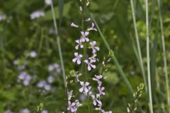 Purple Rocket, Iodanthus pinnatifidus