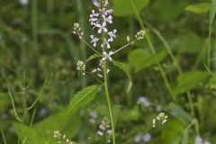 Purple Rocket, Iodanthus pinnatifidus