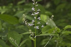 Purple Rocket, Iodanthus pinnatifidus