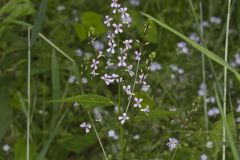 Purple Rocket, Iodanthus pinnatifidus