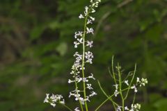 Purple Rocket, Iodanthus pinnatifidus