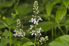 Purple Rocket, Iodanthus pinnatifidus