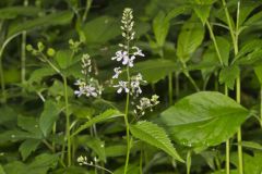 Purple Rocket, Iodanthus pinnatifidus