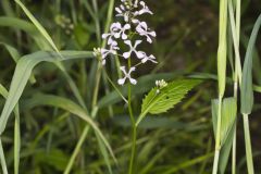 Purple Rocket, Iodanthus pinnatifidus