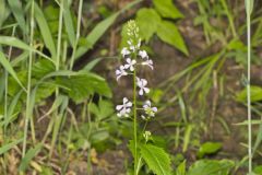 Purple Rocket, Iodanthus pinnatifidus