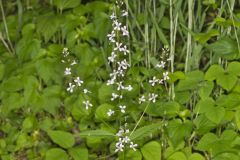 Purple Rocket, Iodanthus pinnatifidus