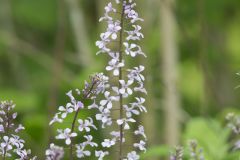 Purple Rocket, Iodanthus pinnatifidus