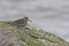 Purple Sandpiper, Calidris maritima