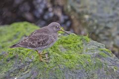 Purple Sandpiper, Calidris maritima