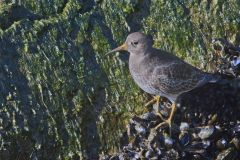 Purple Sandpiper, Calidris maritima