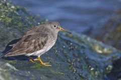 Purple Sandpiper, Calidris maritima