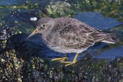 Purple Sandpiper, Calidris maritima