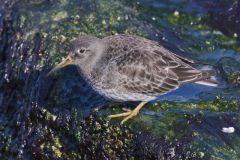 Purple Sandpiper, Calidris maritima