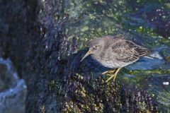 Purple Sandpiper, Calidris maritima