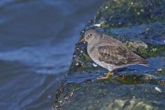 Purple Sandpiper, Calidris maritima