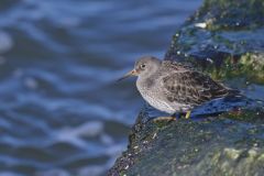 Purple Sandpiper, Calidris maritima