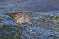 Purple Sandpiper, Calidris maritima