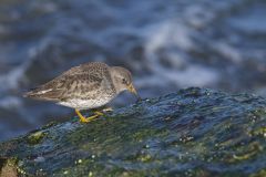 Purple Sandpiper, Calidris maritima