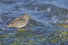 Purple Sandpiper, Calidris maritima