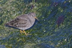 Purple Sandpiper, Calidris maritima