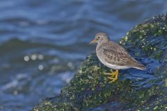 Purple Sandpiper, Calidris maritima