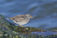 Purple Sandpiper, Calidris maritima