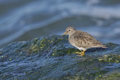 Purple Sandpiper, Calidris maritima