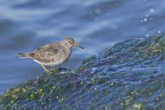 Purple Sandpiper, Calidris maritima