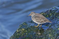 Purple Sandpiper, Calidris maritima