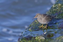 Purple Sandpiper, Calidris maritima