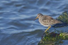 Purple Sandpiper, Calidris maritima