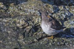 Purple Sandpiper, Calidris maritima