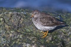 Purple Sandpiper, Calidris maritima