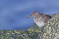 Purple Sandpiper, Calidris maritima